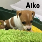 Aiko-name