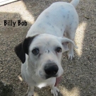 Billy-Bob-name
