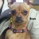 Bowie