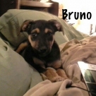 Bruno-Name