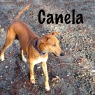 Canela-name1