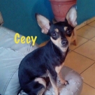 Cecy-name