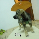 Cilly-name