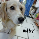 Coffey-name