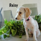 Daisy-name