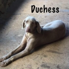 Duchess-name