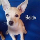 Heidy-name