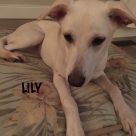 LILY-NAME2