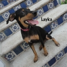 Layka-name