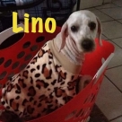 Lino-name