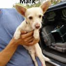 Mark-name