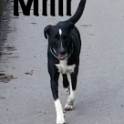 Milli-name