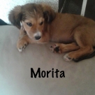 Morita-name