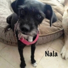 Nala-name