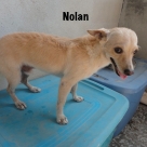 Nolan-Name