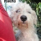 Poncho-name