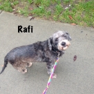 Rafi-name
