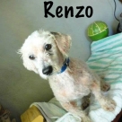 Renzo-name