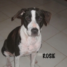 Rosie-name