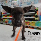 Tammy-name