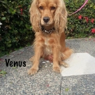 Venus-name
