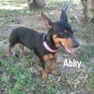 abby-name