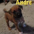 andre-name