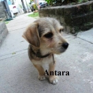 antara-name