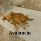 avalance-name