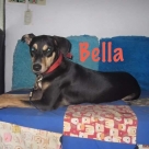 bella-name