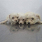 maltese-pups1