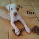 ross-name1