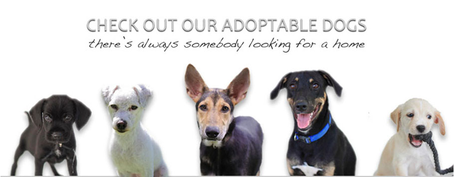 adoptable dogs